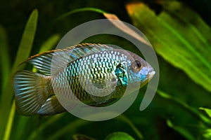 Cichlid Nannacara anomala neon blue, young male demonstrate its beauty stretching fins