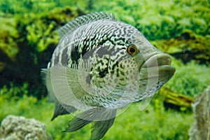 Cichlidae parachromis managuensis