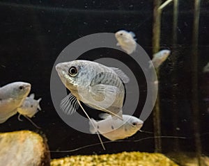 Cichlidae tropical fish