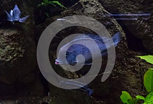 Cichlidae tropical fish