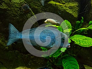 Cichlidae tropical fish photo