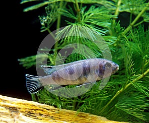 CICHLIDE BLEU DU MALAWI pseudotropheus zebra