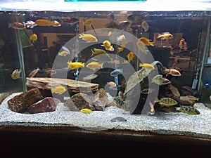 Cichlids