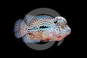 Cichlids in aquarium