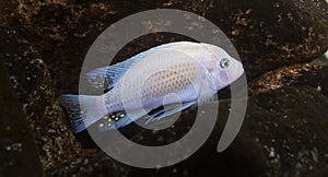 Cichlids aquarium fish