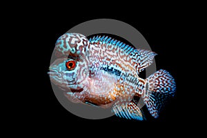 Cichlids fish in aquarium
