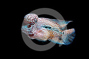 Cichlids fish in a beautiful aquarium