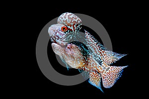 Cichlids fish in beautiful aquariums