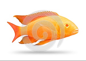 Cichlids fish isolated on white background. Orange color. Clipping path