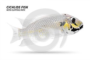 Cichlids fish isolated on white background. White color and stripe. Clipping path