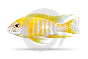 Cichlids fish isolated on white background. Yellow color. Clipping path