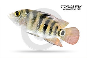 Cichlids fish isolated on white background. Yellow color and stripe. Clipping path