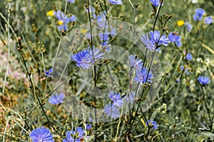 Cichorium endivia