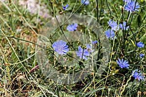 Cichorium endivia