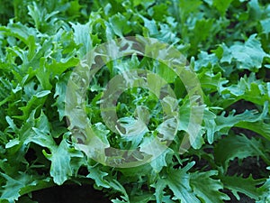 Cichorium endivia salad with curly green leaves in a kitchen garden in summer closeup. Useful spicy herbs lettuce for vegan