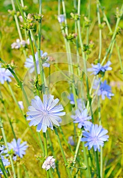 Cichorium flower