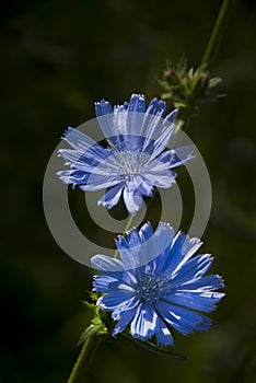 Cichorium flowers