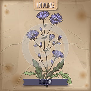 Cichorium intybus aka common chicory color sketch. Used as coffee substitute.