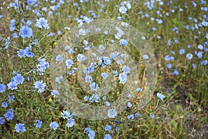 Cichorium Intybus in bloom