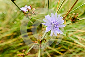 Cichorium Intybus, Chicory