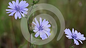 Cichorium intybus Common chicory blue wild flower in nature