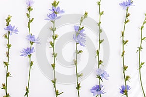 Cichorium intybus - common chicory flowers isolated on the white background