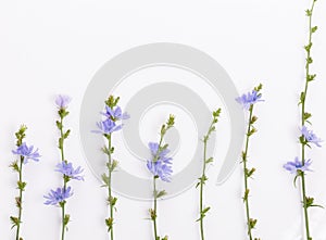 Cichorium intybus - common chicory flowers isolated on the white background