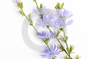 Cichorium intybus - common chicory flowers isolated on the white background