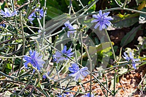 Cichorium intybus, Common chicory is a somewhat woody, perennial herbaceous plant of the dandelion family Asteraceae, usually with
