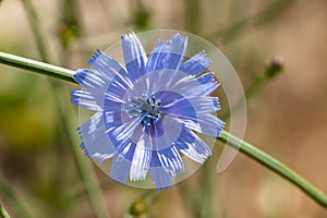 Cichorium intybus, Common chicory is a somewhat woody, perennial herbaceous plant of the dandelion family Asteraceae, usually with