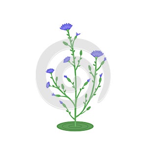 Cichorium intybus flower, medicinal plant. Vector Illustration for printing, backgrounds, covers and packaging. Image
