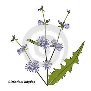 Cichorium plant. Blue flower, green leaves on white. Design element botanical illustration hand drawn flat design