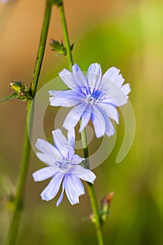 Cichory Cichorium intybus plant with flowers