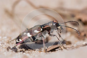 Cicindela beetle