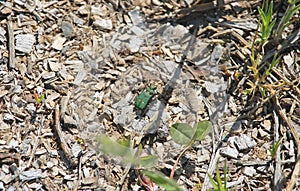 Cicindela campestris, commonly called the green tiger beetle