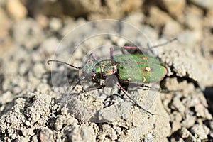 Cicindela campestris green shiny tiger beetle on sand