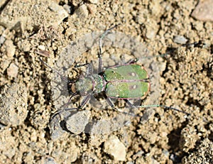Cicindela campestris green shiny tiger beetle on sand