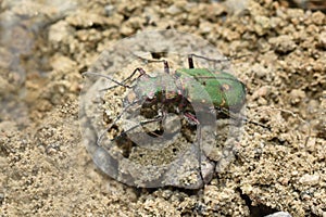 Cicindela campestris green shiny tiger beetle on sand