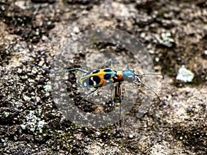 Cicindela chinensis japonica tiger beetle on stone hillside 2