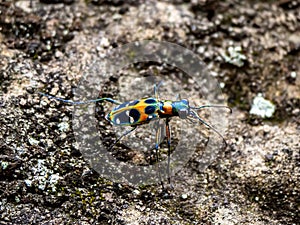 Cicindela chinensis japonica tiger beetle on stone hillside 3