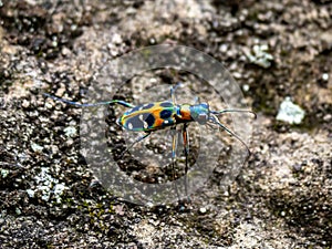 Cicindela chinensis japonica tiger beetle on stone hillside 4