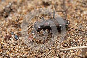 Cicindela germanica