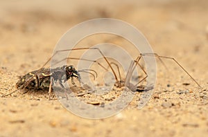 Cicindela hybrida and Pholcus