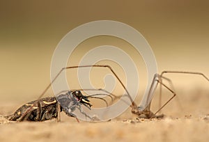 Cicindela hybrida and Pholcus