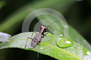 Cicindela kaleea