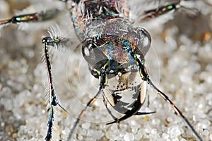 Cicindelid beetle portrait