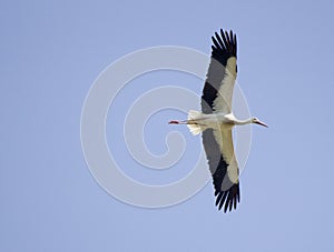 White stork photo