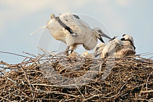 Ciconia ciconia -  White stork 