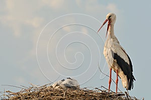 Ciconia ciconia -  White stork