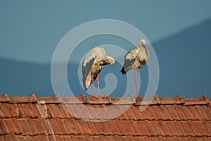 Ciconia ciconia -  White stork